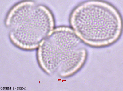 Aurinia sinuata - lame n° 27858